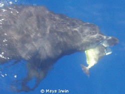 Taken from the dive boat heading back from Ras Mohammed by Maya Irwin 